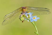 Sympetrum flaveolum