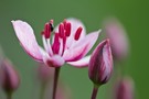 Blüte der Schwanenblume (Butomus umbellatus)