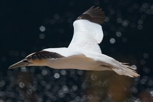 Baßtölpel vor Helgoland