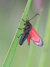 Gepudert mit Blütenstaub