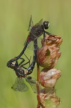 Leucorrhinia dubia