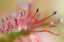 Drosera rotundifolia