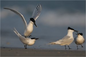 Brandseeschwalbe (Sterna sandvicensis)