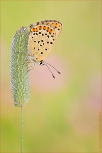 ~Lycaena tityrus~