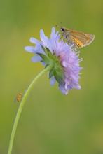 Dickkopf mit farblich passender Fliege ...