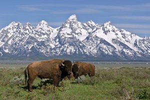 Grand Tetons