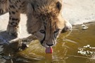 Trinkende Cheetah (Gepard)