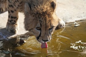 Trinkende Cheetah (Gepard)