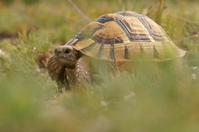 Maurische Landschildkröte