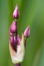 aufbrechender Blütenstand der Schwanenblume (Butomus umbellatus)