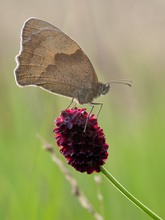 ~ Großes Wiesenknopf-Ochsenauge ~