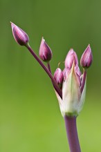 aufbrechender Blütenstand der Schwanenblume (Butomus umbellatus) II