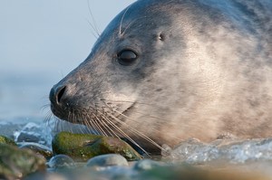 Kegelrobbe (Halichoerus grypus)