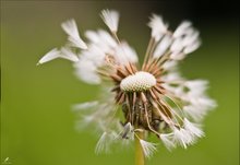 Reste - was der Wind übrig lies