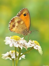 Rotbraunes Ochsenauge (Pyronia tithonus)