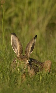 "Beginn...! "  "Ein Sommer- Hasen- Abend!"