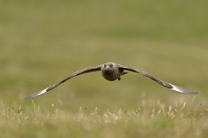 Great skua