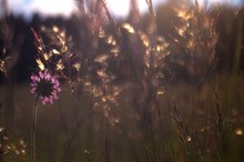 Ackerwitwenblume, Knautia arvensis, und Gräser im Abendlicht