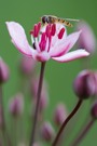 Hainschwebflige auf einer Einzelblüte der Schwanenblume