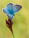 Polyommatus coridon