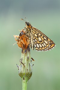 Spiegelfleck-Dickkopf