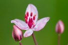 Einzelblüte der Schwanenblume (Butomus umbellatus)