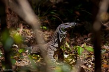 Waran im Border Ranges NP