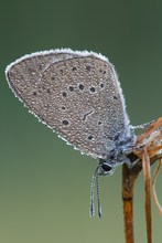 Heller Wiesenknopfameisenbläuling