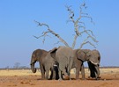 The end of the elephants (die große Dürre)