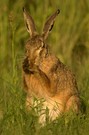 " Eine Frage des glaubens... oder der Sauberkeit...!"- "Ein Sommer-Hasen-Abend"