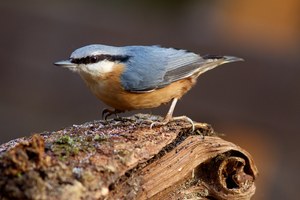 Kleiber (Sitta europaea)