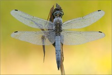 Große Blaupfeil (Orthetrum cancellatum)