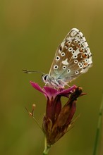 Silbergrüner Bläuling