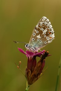 Silbergrüner Bläuling