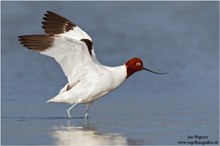 Rotkopf-Säbelschnäbler (Recurvirostra novaehollandiae) Red-necked Avocet