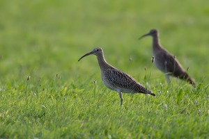 Brachvögel (Numenius arquata)