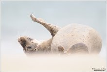 Seehund (Phoca vitulina)