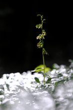 Schmallippige Stendelwurz (Epipactis leptochila)