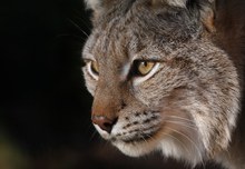 Europ. Luchs (Captive)