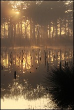 Morgenstimmung am Senkungssee