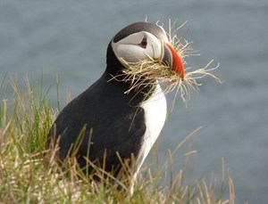 Papageientaucher in Latrabjarg auf Island