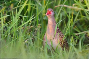 ~ Wachtelkönig (Crex crex) ~