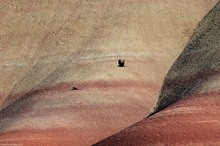 Rabe vor den Painted Hills