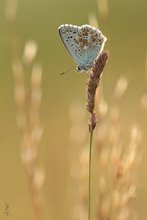 Ein "Silbergrüner"