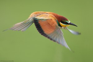 Bienenfresser (Merops apiaster)