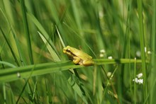 Kleiner Laubfrosch - Hyla arborea