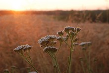 Achillea millefolium - Gemeine Schafgarbe