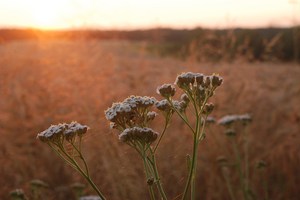 Achillea millefolium - Gemeine Schafgarbe