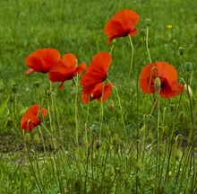 Mohn