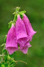 Digitalis purpurea - Foxglove - Roter Fingerhut